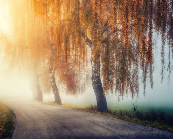 autumn, road, sunlight Wallpaper 1280x1024