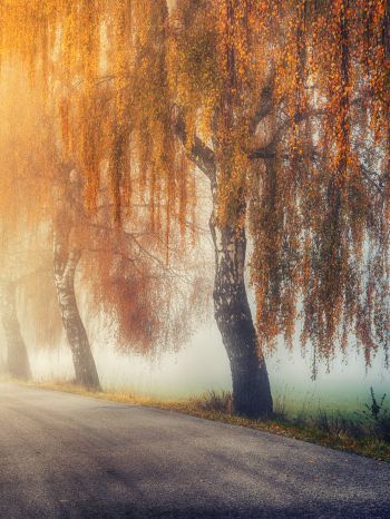 autumn, road, sunlight Wallpaper 2048x2732