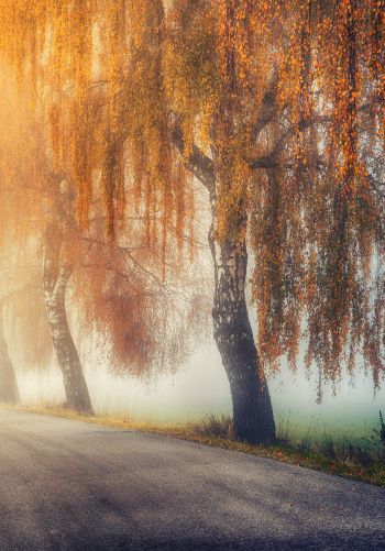 autumn, road, sunlight Wallpaper 1668x2388