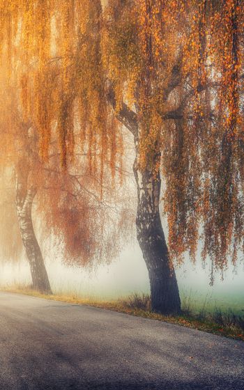 autumn, road, sunlight Wallpaper 800x1280