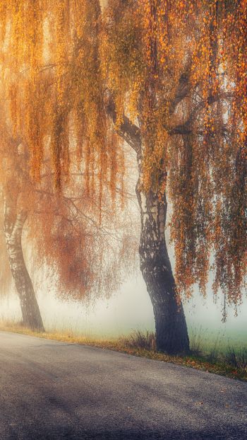 autumn, road, sunlight Wallpaper 1440x2560