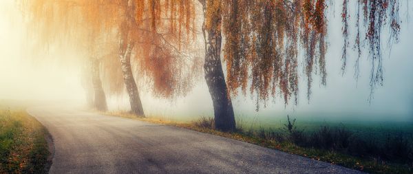 autumn, road, sunlight Wallpaper 2560x1080