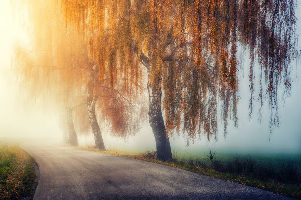 autumn, road, sunlight Wallpaper 6000x4000