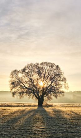 tree, dawn, landscape Wallpaper 600x1024