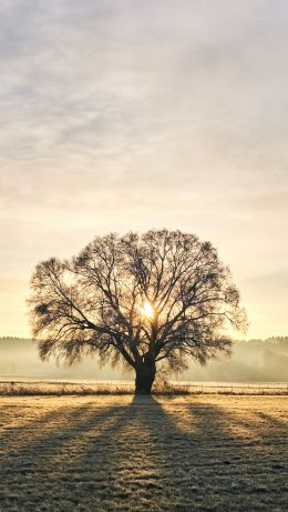 Обои 640x1136 дерево, рассвет, пейзаж