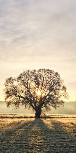 tree, dawn, landscape Wallpaper 720x1440