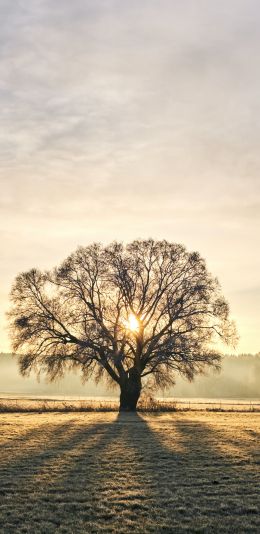 Обои 1080x2220 дерево, рассвет, пейзаж