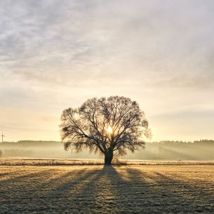 tree, dawn, landscape Wallpaper 3255x3255