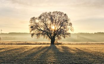tree, dawn, landscape Wallpaper 2560x1600
