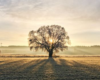 tree, dawn, landscape Wallpaper 1280x1024
