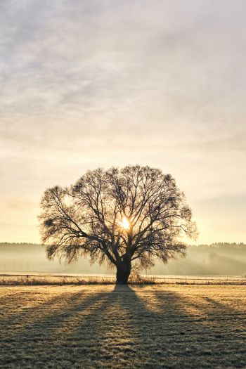 tree, dawn, landscape Wallpaper 640x960