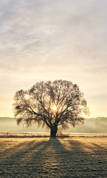 tree, dawn, landscape Wallpaper 1200x2000