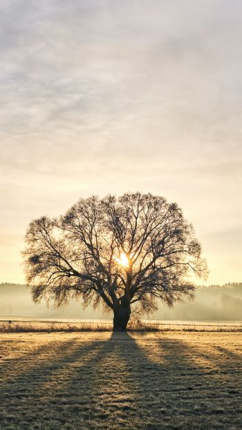 tree, dawn, landscape Wallpaper 1080x1920