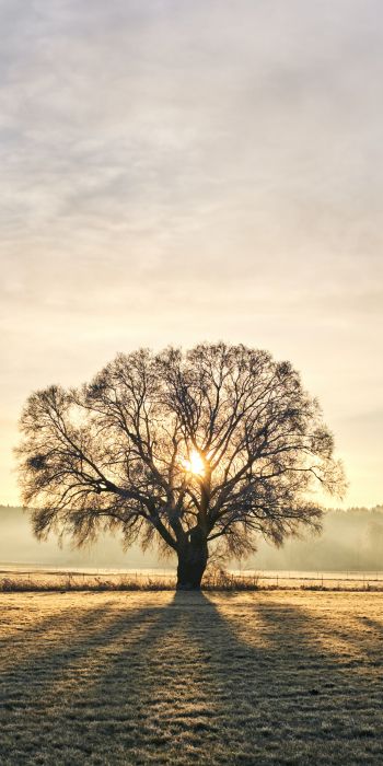 tree, dawn, landscape Wallpaper 720x1440