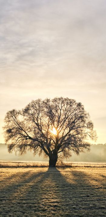 tree, dawn, landscape Wallpaper 1080x2220