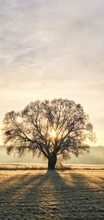 tree, dawn, landscape Wallpaper 1440x3040
