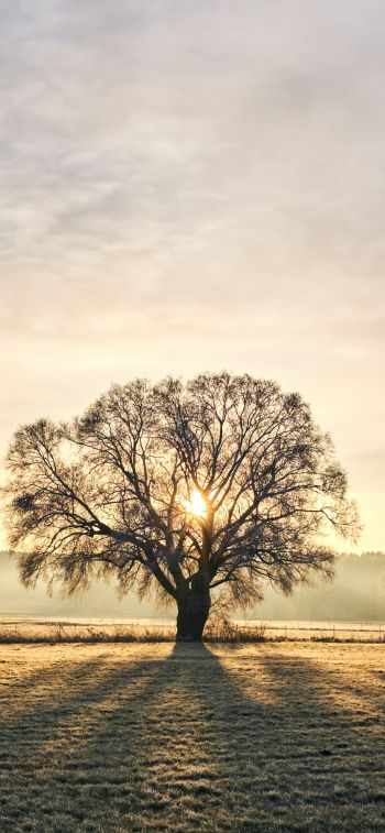 tree, dawn, landscape Wallpaper 1284x2778