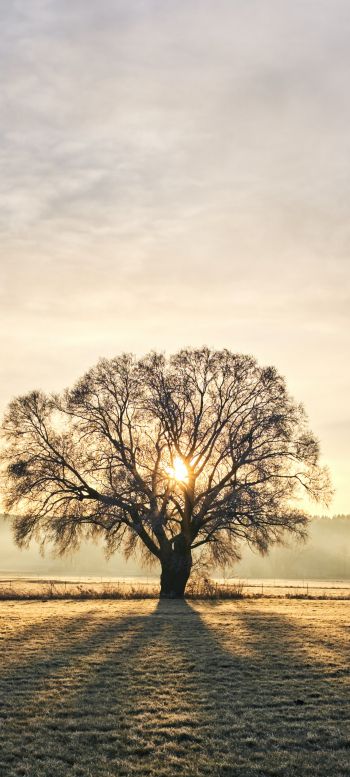 tree, dawn, landscape Wallpaper 1080x2400