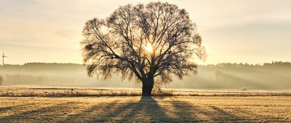 tree, dawn, landscape Wallpaper 2560x1080