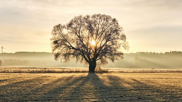 tree, dawn, landscape Wallpaper 1280x720