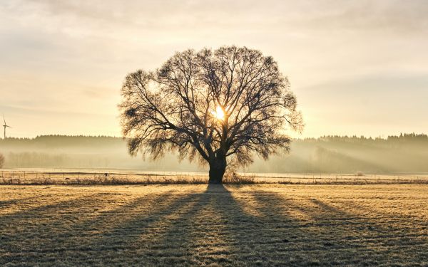 tree, dawn, landscape Wallpaper 2560x1600