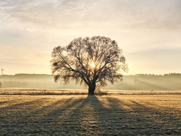 tree, dawn, landscape Wallpaper 800x600