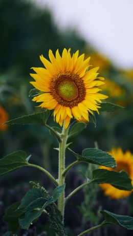 sunflower, yellow Wallpaper 640x1136