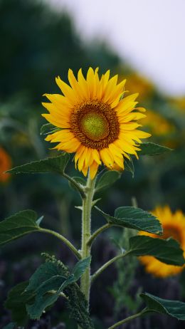 sunflower, yellow Wallpaper 720x1280