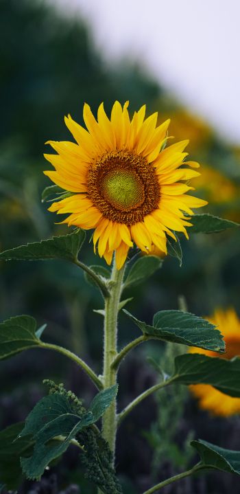 sunflower, yellow Wallpaper 1080x2220