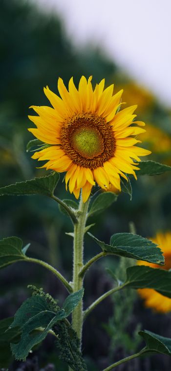 sunflower, yellow Wallpaper 1080x2340