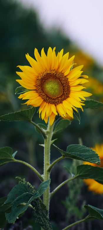 sunflower, yellow Wallpaper 720x1600