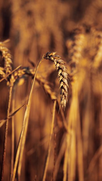wheat, colossus Wallpaper 640x1136