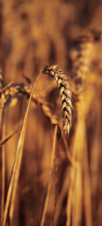 wheat, colossus Wallpaper 1080x2400