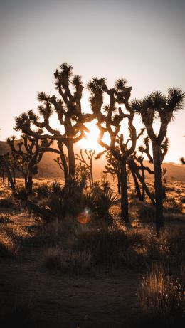 dawn, cactus, desert Wallpaper 640x1136