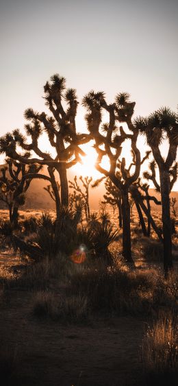 dawn, cactus, desert Wallpaper 1080x2340