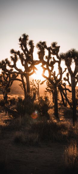 dawn, cactus, desert Wallpaper 1440x3200