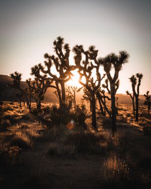 dawn, cactus, desert Wallpaper 3766x4707