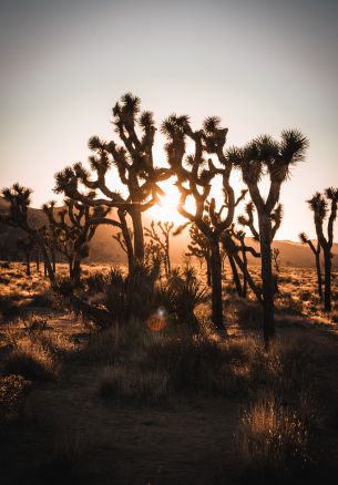 dawn, cactus, desert Wallpaper 1640x2360