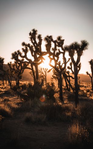 dawn, cactus, desert Wallpaper 1752x2800