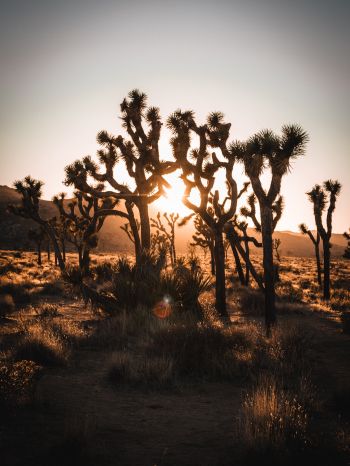 dawn, cactus, desert Wallpaper 1620x2160