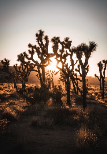 dawn, cactus, desert Wallpaper 1668x2388