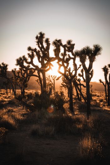 dawn, cactus, desert Wallpaper 640x960