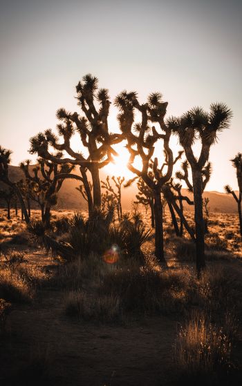 dawn, cactus, desert Wallpaper 1752x2800