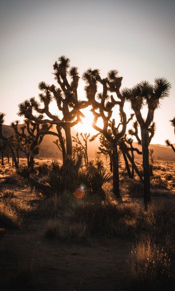 dawn, cactus, desert Wallpaper 1200x2000