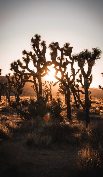 dawn, cactus, desert Wallpaper 600x1024