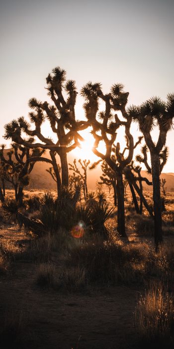 dawn, cactus, desert Wallpaper 720x1440