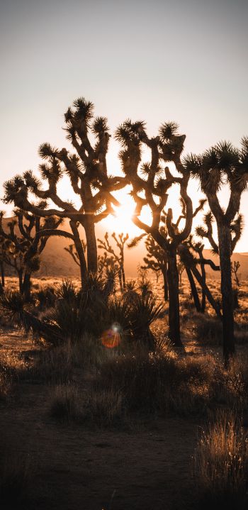 dawn, cactus, desert Wallpaper 1080x2220