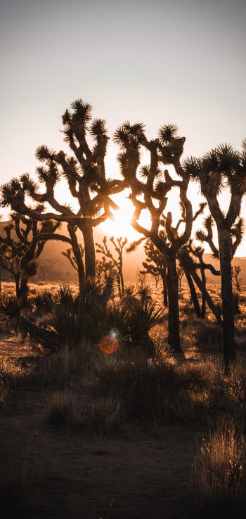 dawn, cactus, desert Wallpaper 1440x3040