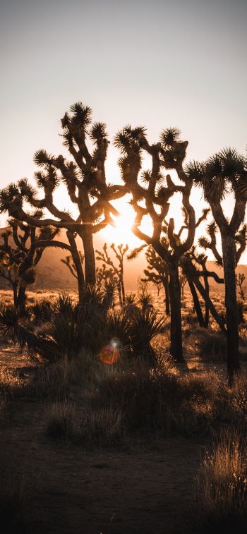 dawn, cactus, desert Wallpaper 1125x2436