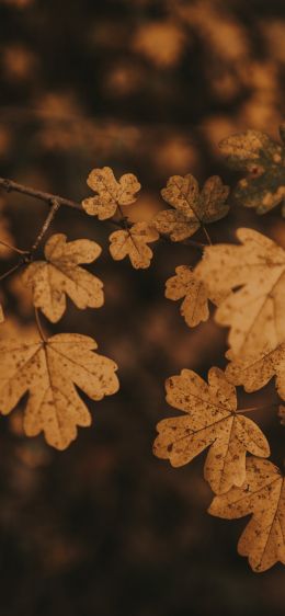 autumn, autumn leaves, brown Wallpaper 1284x2778